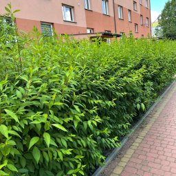 ADmore DAWID DULĘBA - Równy żywopłot z jasnozielonych liści, oddzielający chodnik z czerwonej kostki od budynku mieszkalnego o pastelowych elewacjach. Ujęcie z poziomu chodnika.