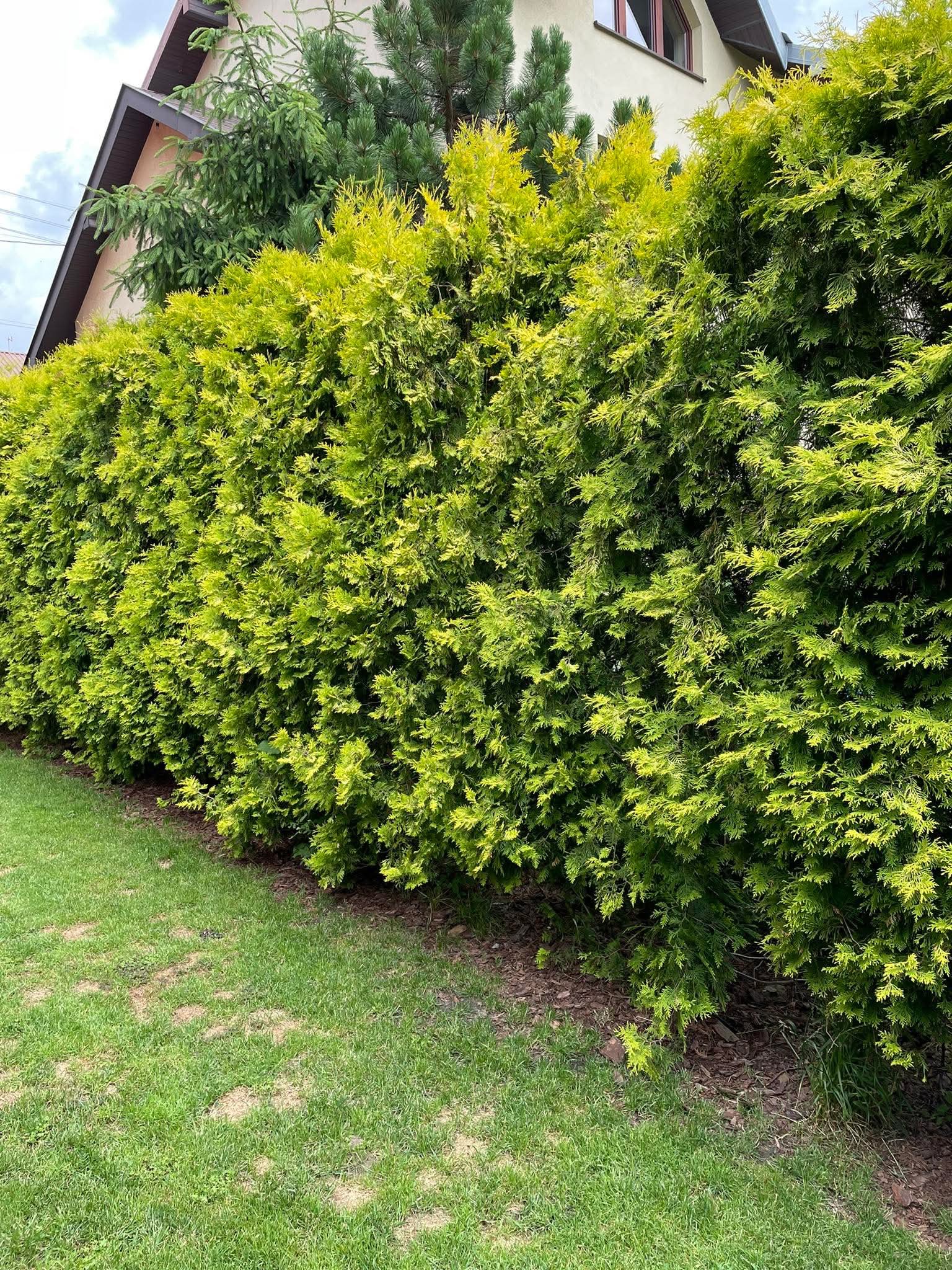 Gęsty, formowany żywopłot z tui szmaragd, oddzielający trawnik od posesji. Widoczne fragmenty domu w tle. Regularne cięcie i intensywna zieleń roślin.