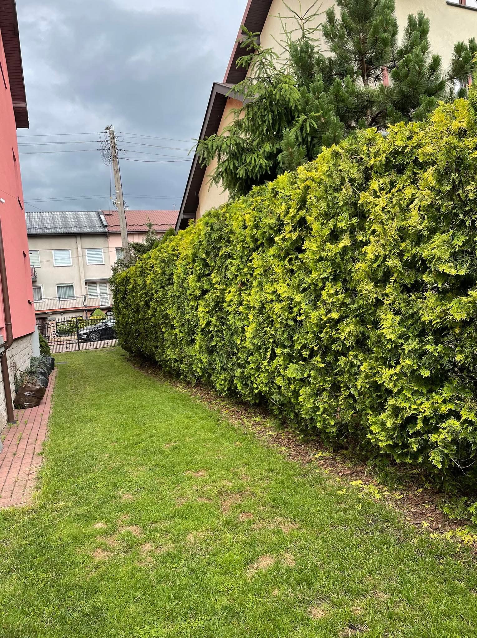Zadbany żywopłot z tui szmaragdowej oddzielający posesje, widok z perspektywy trawnika. W tle budynki mieszkalne i słup energetyczny.