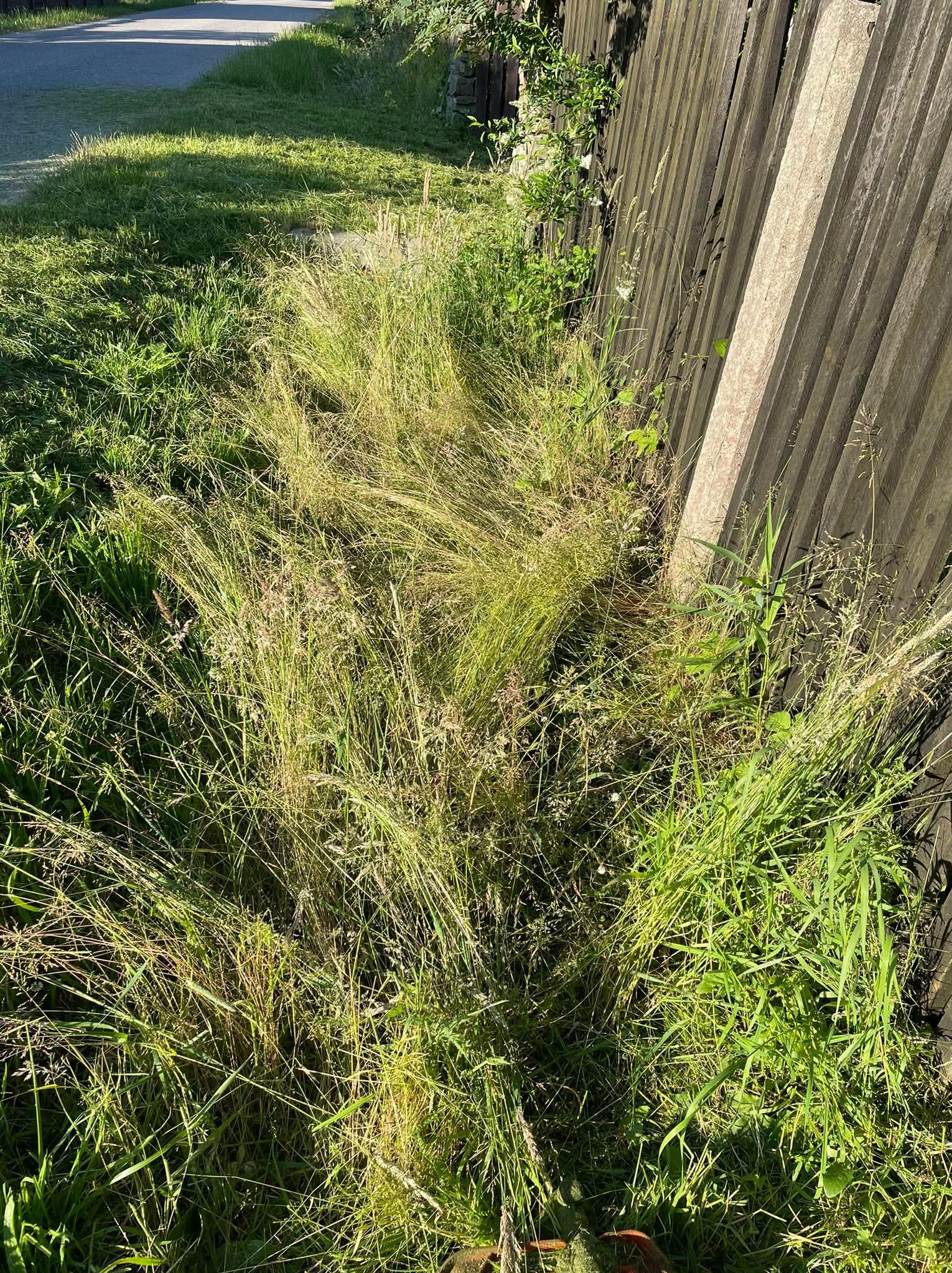 Zarośnięty trawnik z wysoką trawą przy drewnianym płocie w słoneczny dzień. Widoczne źdźbła trawy i chwasty. Dolny kadr z fragmentem kosiarki.