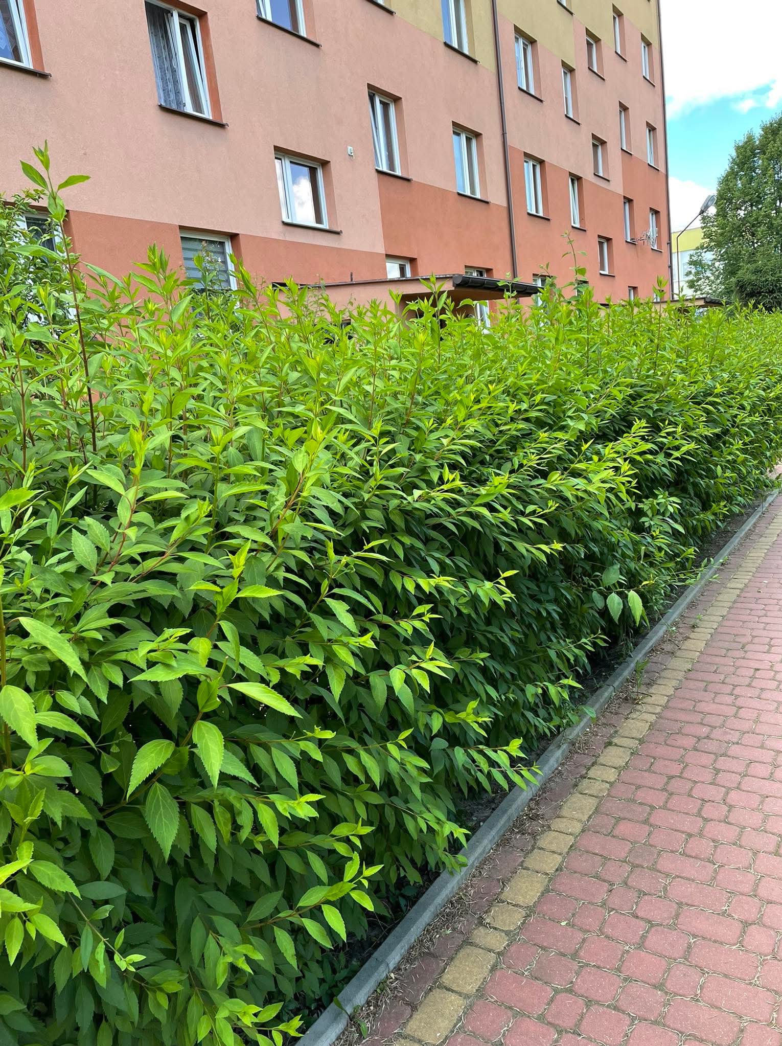 Równy żywopłot z jasnozielonych liści, oddzielający chodnik z czerwonej kostki od budynku mieszkalnego o pastelowych elewacjach. Ujęcie z poziomu chodnika.