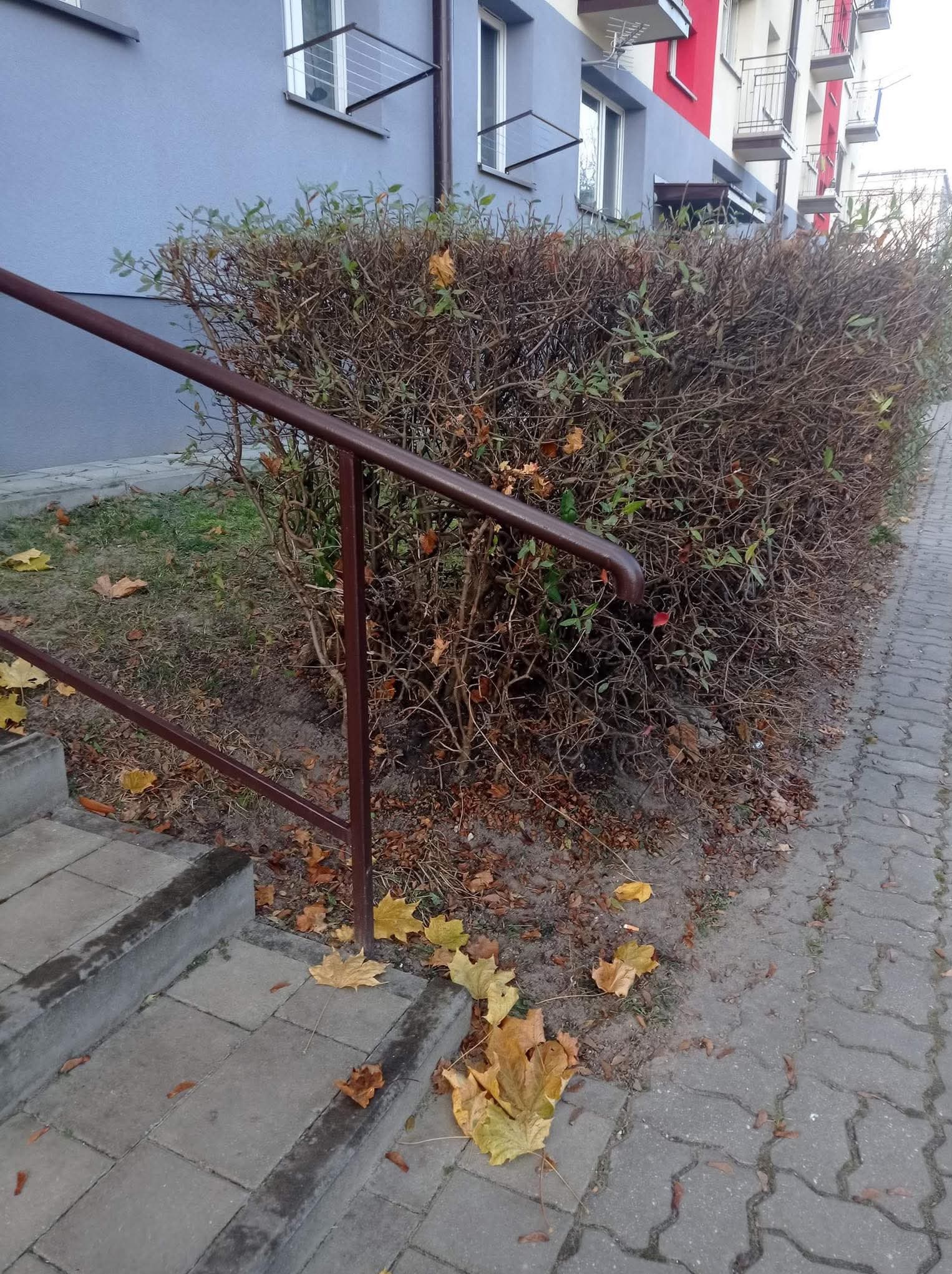 Przycięty żywopłot z brązowymi gałęziami i opadłymi liśćmi, rosnący wzdłuż chodnika obok schodów z brązową barierką przy budynku.