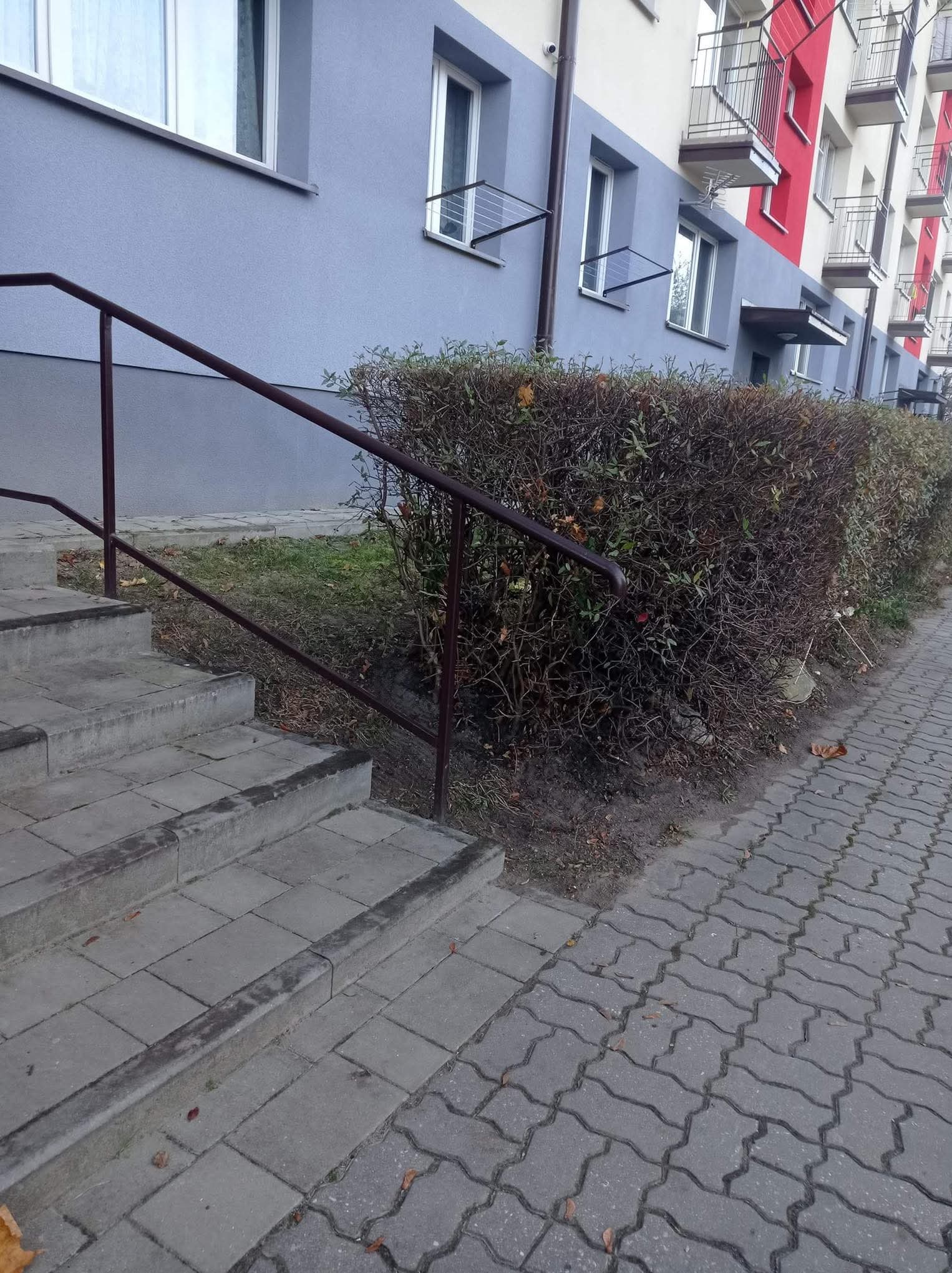 Przycięty żywopłot wzdłuż chodnika z kostki brukowej i schodów przed budynkiem wielorodzinnym z balkonami. Widoczne okna i metalowe barierki.