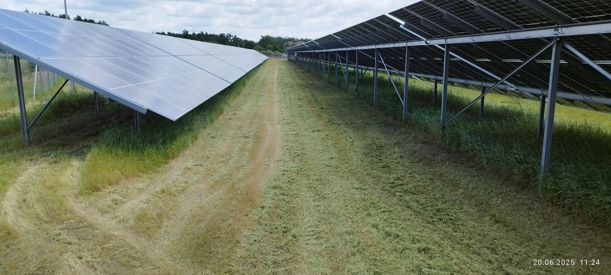 Rząd paneli słonecznych nad świeżo skoszoną trawą, widok z perspektywy ziemi, ukazujący kontrast między skoszonym a nieskoszonym obszarem. Metalowe podpory paneli.