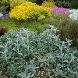 Piotr Komarnicki - ogród skalny