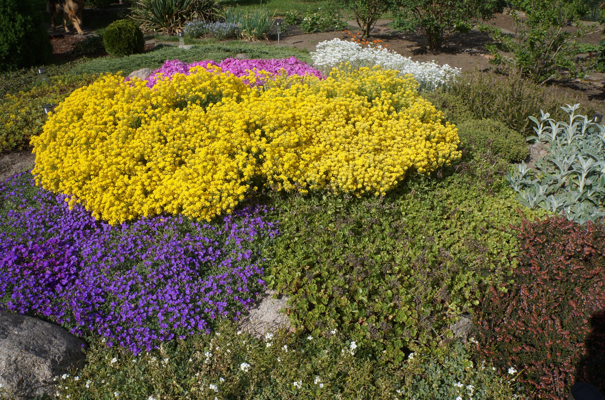 Ogród skalny z kwitnącymi, kolorowymi roślinami okrywowymi: żółtymi, fioletowymi, różowymi i białymi. Kompozycja z kamieniami i różnorodną zielenią. Słoneczny dzień.