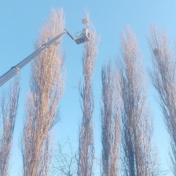 OgroDar - Podnośnik koszowy przy wysokich drzewach topoli włoskiej, prawdopodobnie podczas prac pielęgnacyjnych lub wycinki. Błękitne niebo w tle.