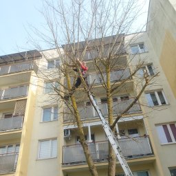 OgroDar - Pracownik na drabinie przy wysokim drzewie bez liści, na tle bloku mieszkalnego, wykonuje prace związane z pielęgnacją drzew. Widok z dołu.