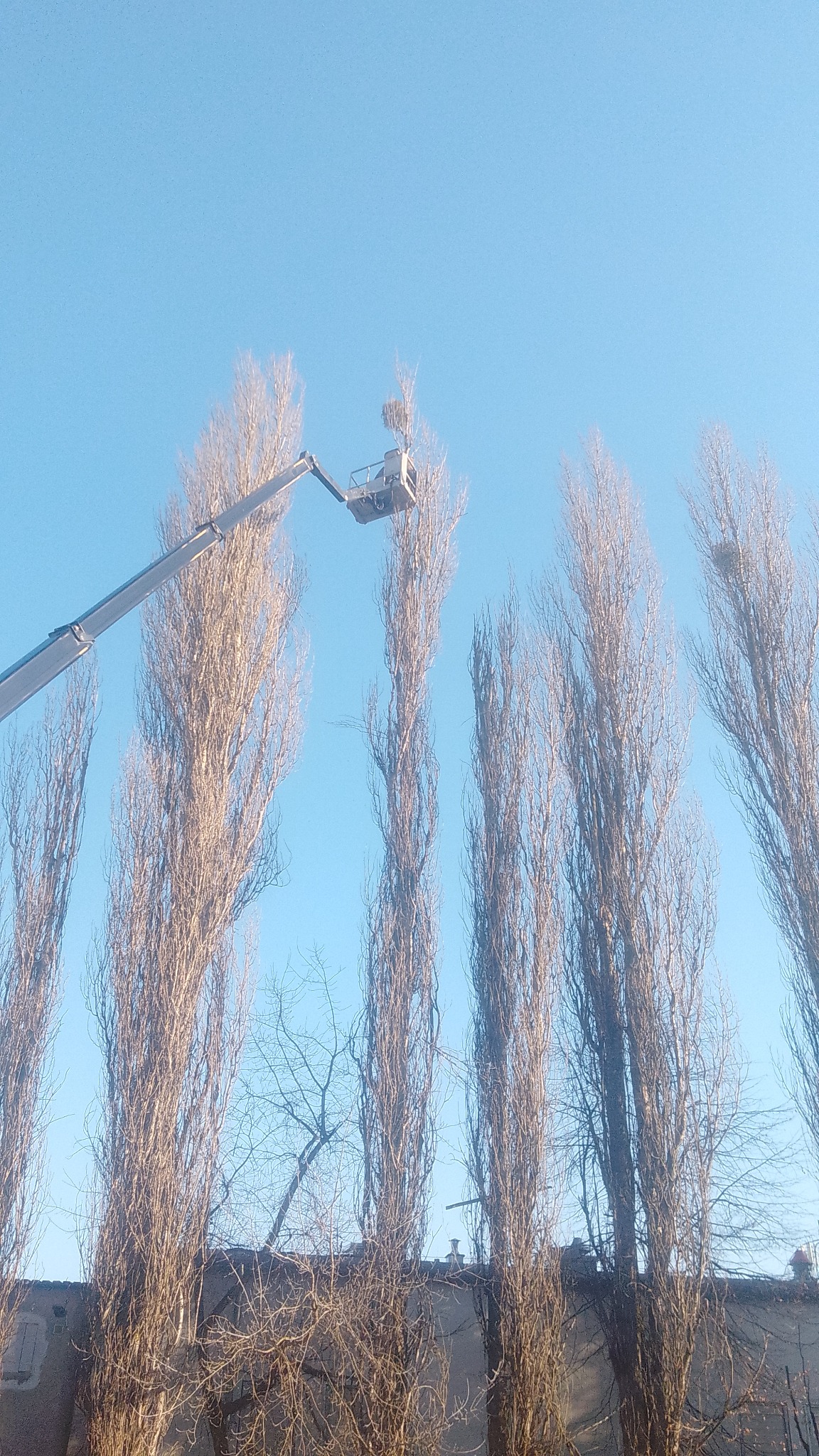 Podnośnik koszowy przy wysokich drzewach topoli włoskiej, prawdopodobnie podczas prac pielęgnacyjnych lub wycinki. Błękitne niebo w tle.