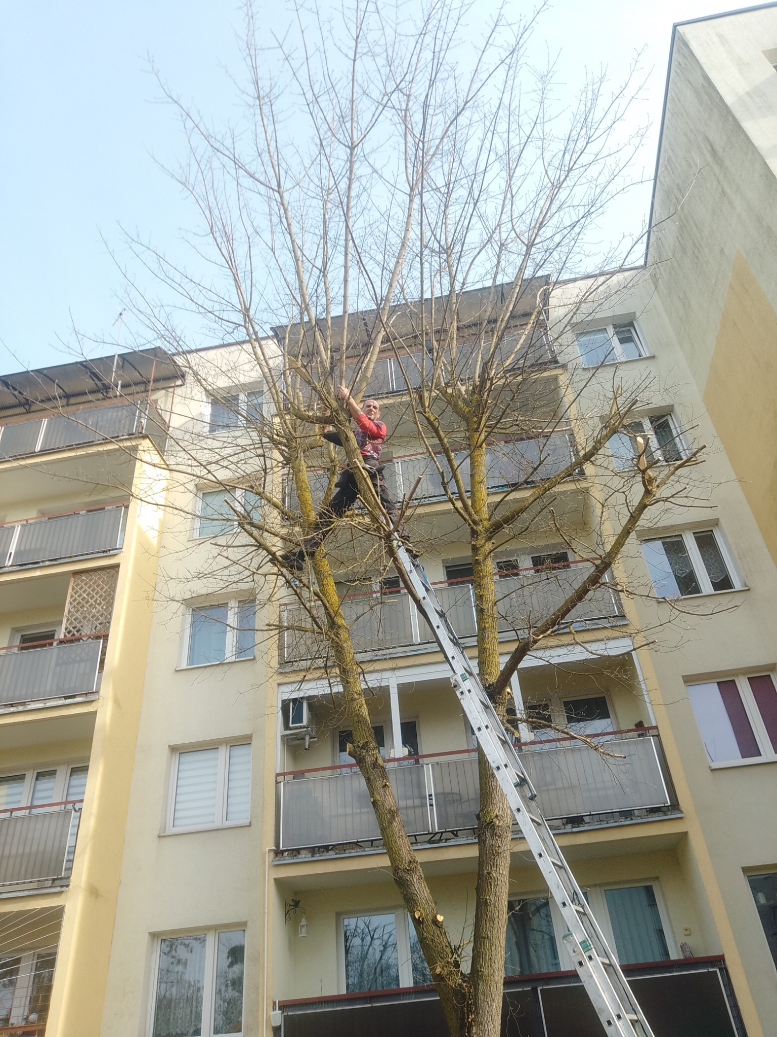 Pracownik na drabinie przy wysokim drzewie bez liści, na tle bloku mieszkalnego, wykonuje prace związane z pielęgnacją drzew. Widok z dołu.