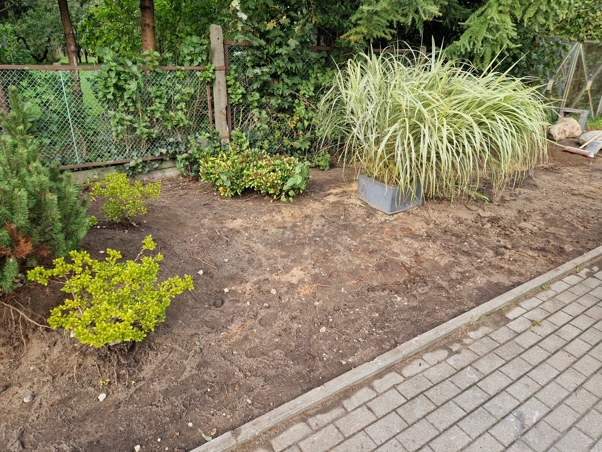 Przygotowany teren pod nasadzenia roślin ozdobnych, widoczne krzewy i trawa w donicy, obrzeże z kostki brukowej, siatka ogrodzeniowa w tle.
