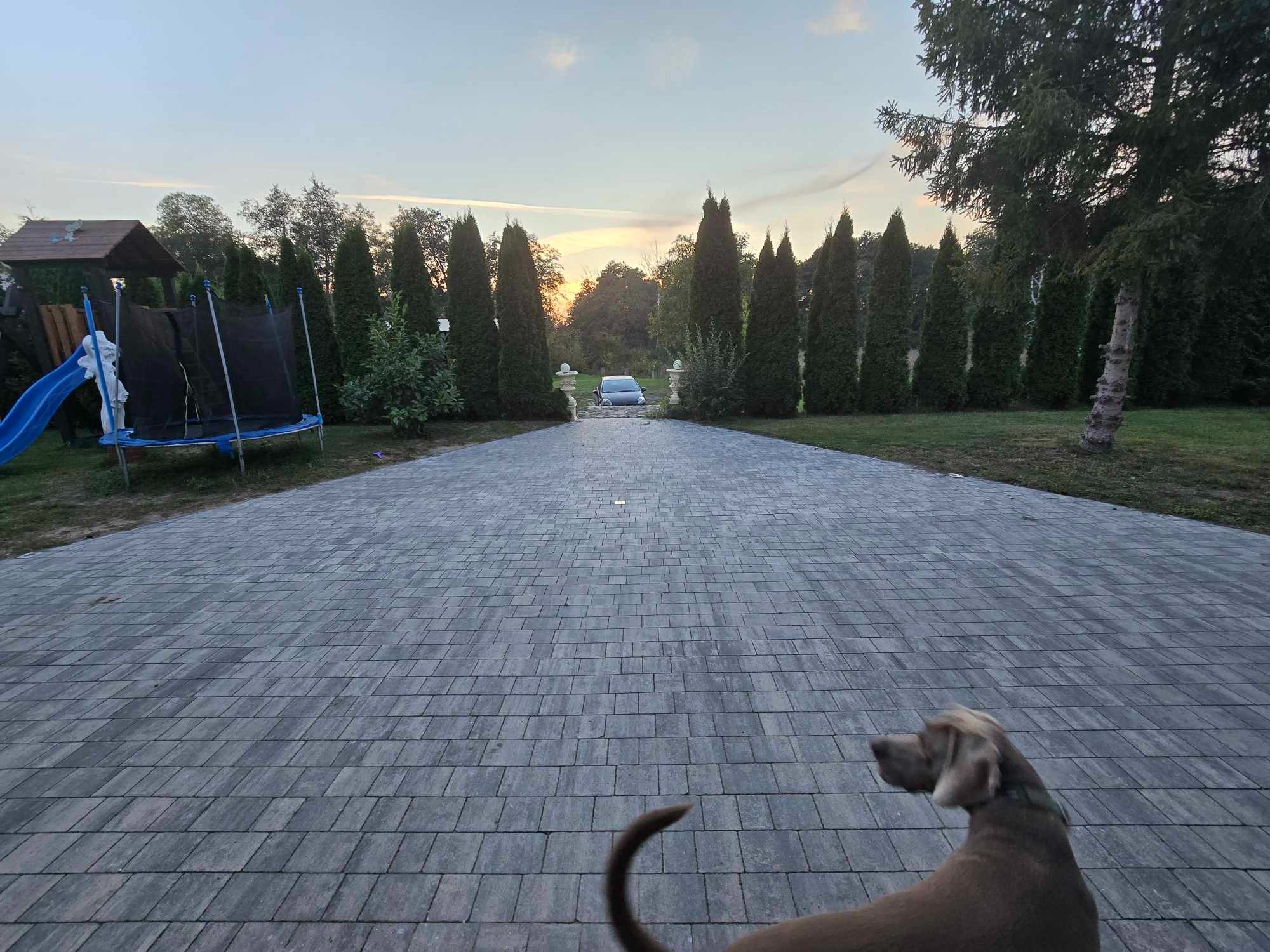 Szeroki podjazd z szarej kostki, otoczony tujami i drzewami, prowadzący do samochodu w oddali. W prawym dolnym rogu widoczny pies.