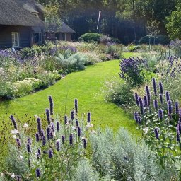 Twój Ogrodnik - Bujny ogród z kwitnącymi fioletowymi i białymi kwiatami, zielonym trawnikiem i domem z trzcinowym dachem w tle, oświetlony słonecznym światłem.