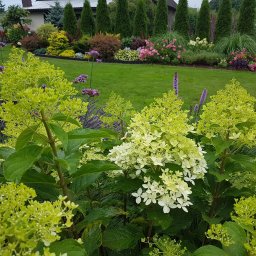 Przycinanie drzew Nysa 4