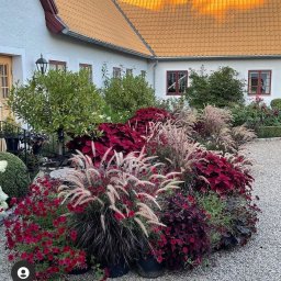 Przycinanie drzew Nysa 3