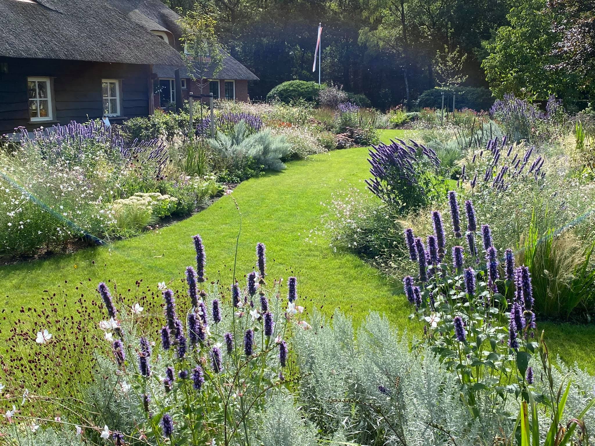 Bujny ogród z kwitnącymi fioletowymi i białymi kwiatami, zielonym trawnikiem i domem z trzcinowym dachem w tle, oświetlony słonecznym światłem.