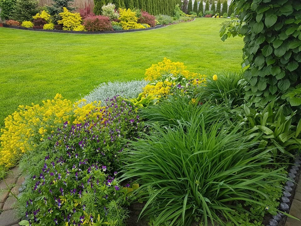 Zadbany ogród z równo przystrzyżonym trawnikiem, rabatami kwiatowymi w odcieniach żółci i fioletu, obrzeżami z tworzywa i żywopłotem z tuj w tle. Widok z poziomu gruntu.