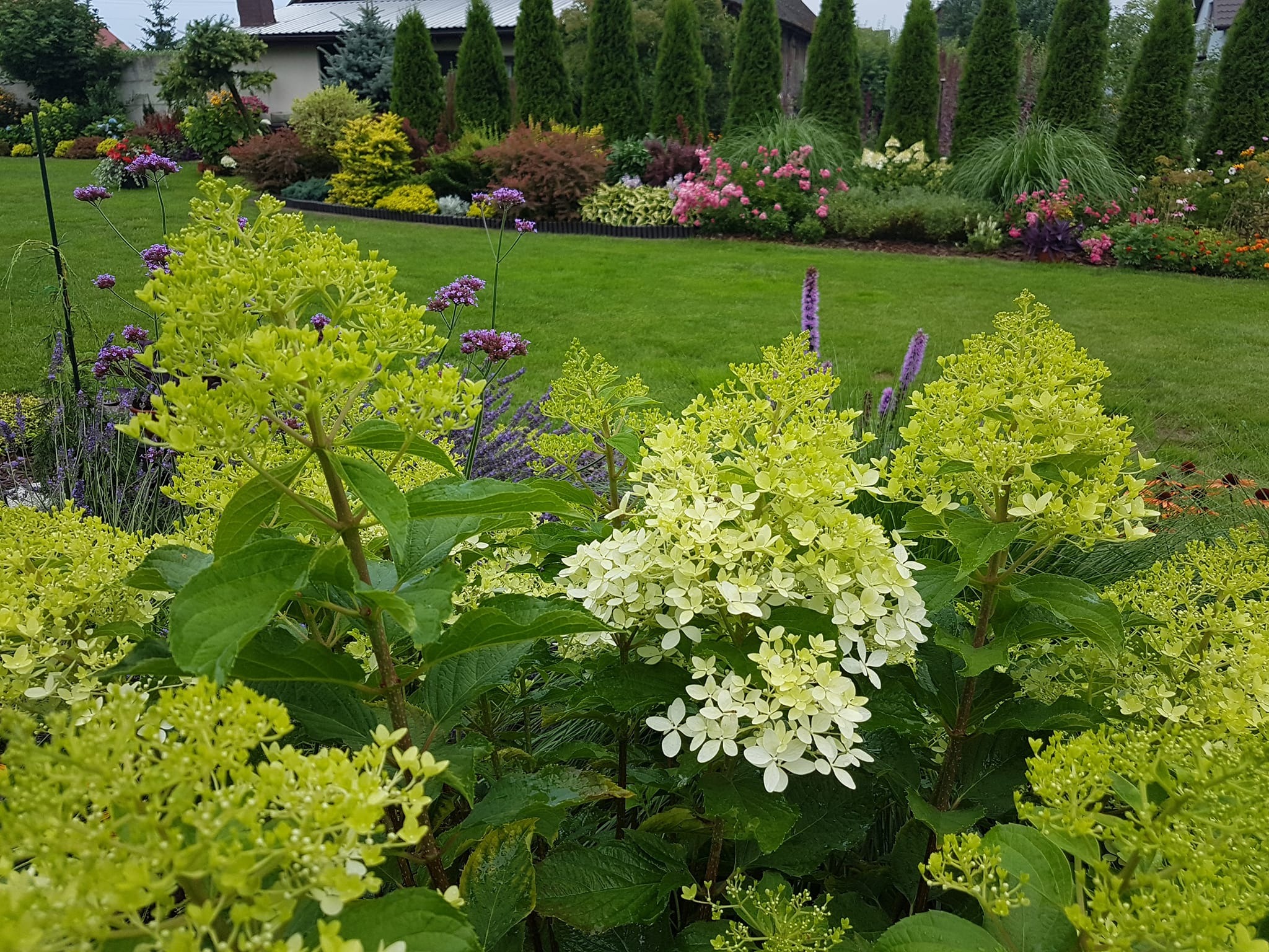 Bujny ogród z zielonym trawnikiem i różnorodnymi roślinami, w tym hortensjami 'Limelight' na pierwszym planie, tworząc malowniczy krajobraz.