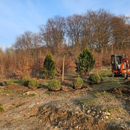 Dominik Milejski Transport & Construction - Przesadzanie drzew i krzewów