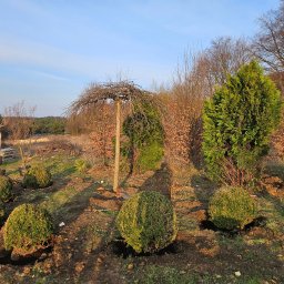 Dominik Milejski Transport & Construction - Świeżo posadzone, kuliste krzewy bukszpanu w rzędzie, z widoczną łopatą i drzewem w tle, na tle ogrodu w słoneczny dzień. Etap prac ogrodniczych.