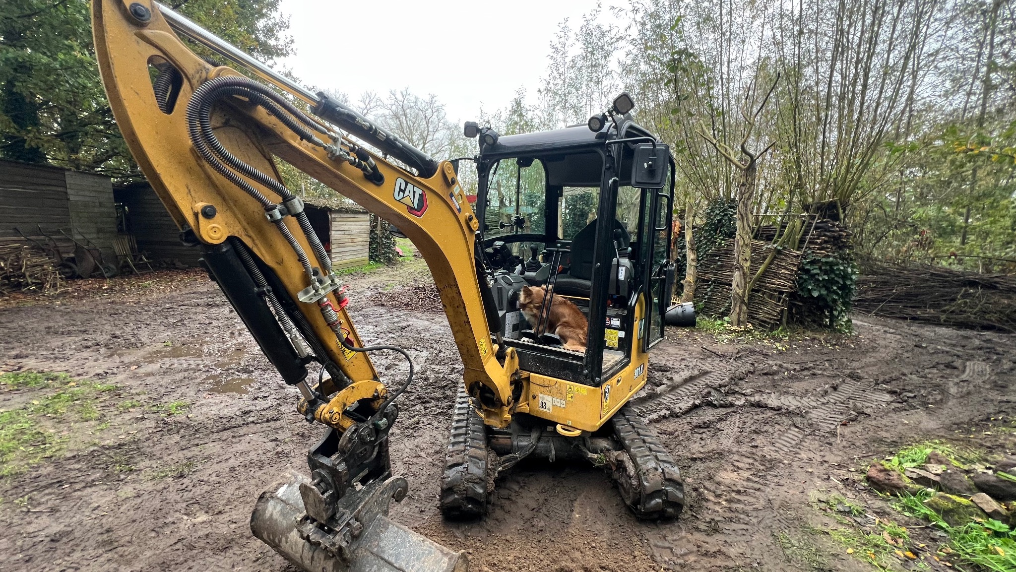 Żółta mini koparka CAT na błotnistym terenie z psem w kabinie, w tle drzewa i drewniana konstrukcja. Maszyna gotowa do pracy.