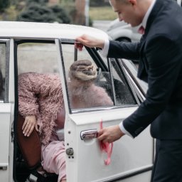 ALTITUDE ATTITUDE - Aleksandra Słojewska - Pan młody otwiera drzwi białego, klasycznego samochodu udekorowanego różową wstążką, pomagając wsiąść pannie młodej w pudrowej sukni i futrze.