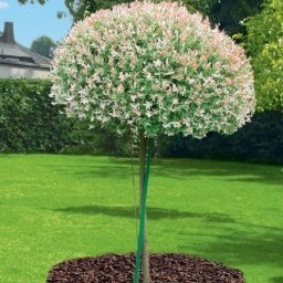 Pielęgnacja ogrodów Gniezno 1