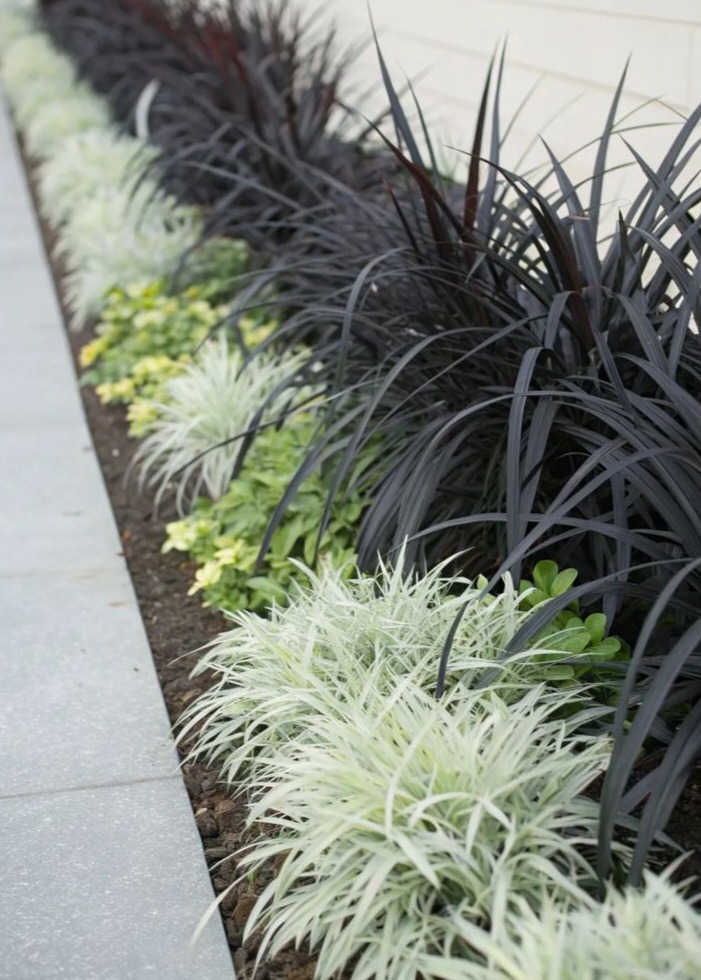 Rabata z ozdobnymi trawami: srebrzystą i ciemnofioletową, tworzącymi kontrastowy, nowoczesny układ wzdłuż chodnika. Uzupełnienie stanowią zielone akcenty roślin okrywowych.