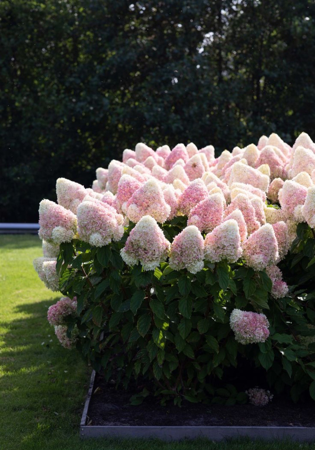 Krzew hortensji bukietowej 'Limelight' z kwiatostanami w odcieniach bieli i delikatnego różu, na tle zielonego trawnika i drzew. Ujęcie z bliska, w słoneczny dzień.