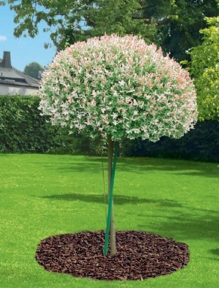 Kula z liści klonu szczepionego na pniu, otoczona korą na trawniku. Młode drzewko zabezpieczone zielonym pasem. Trawa krótko skoszona, w tle dom.