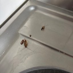 Sprzątanie mieszkań Warszawa 1