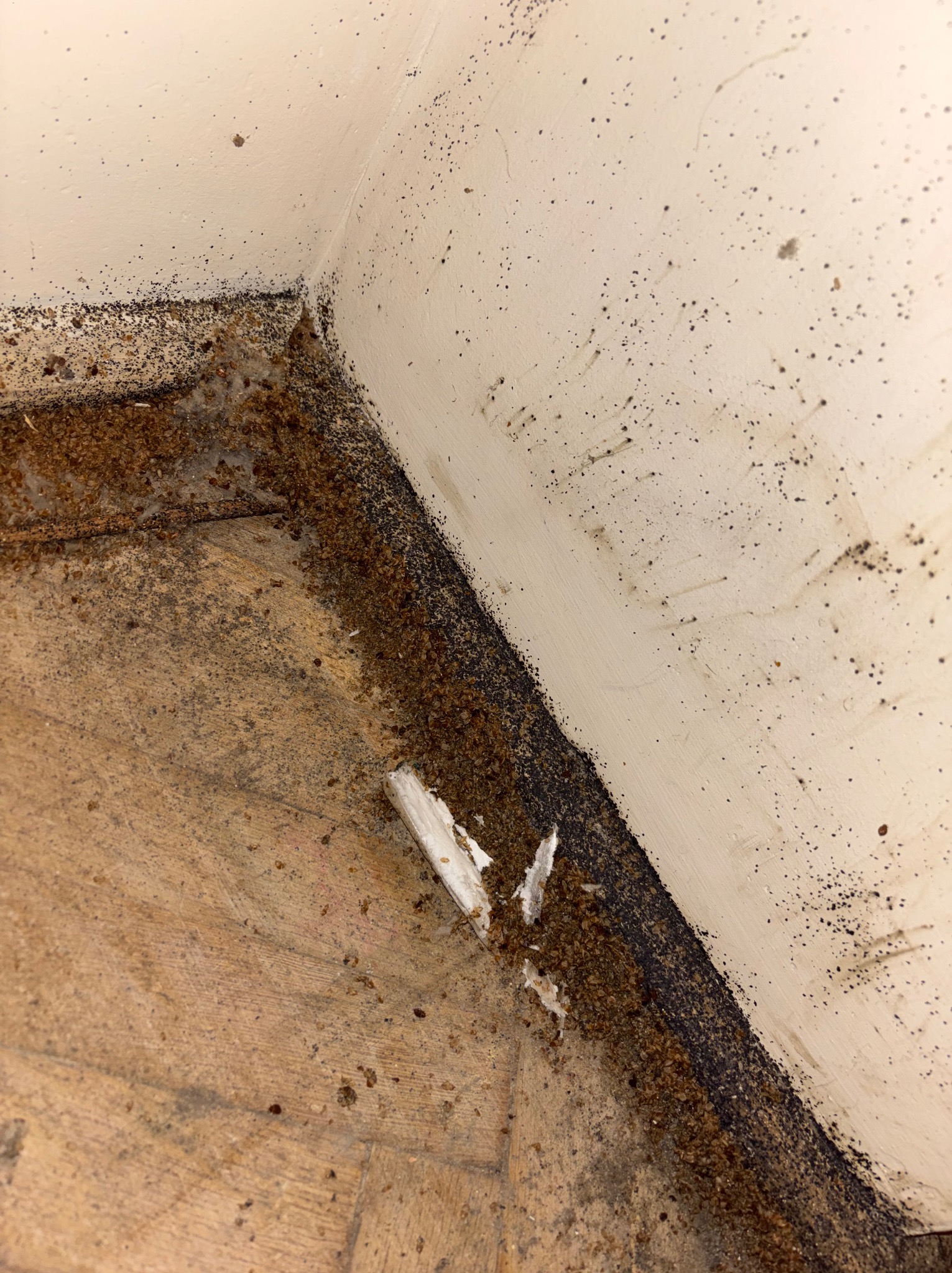Inwazja pluskiew w rogu pokoju: liczne owady i ich odchody pokrywają podłogę i ściany, tworząc nieestetyczny i niehigieniczny widok.
