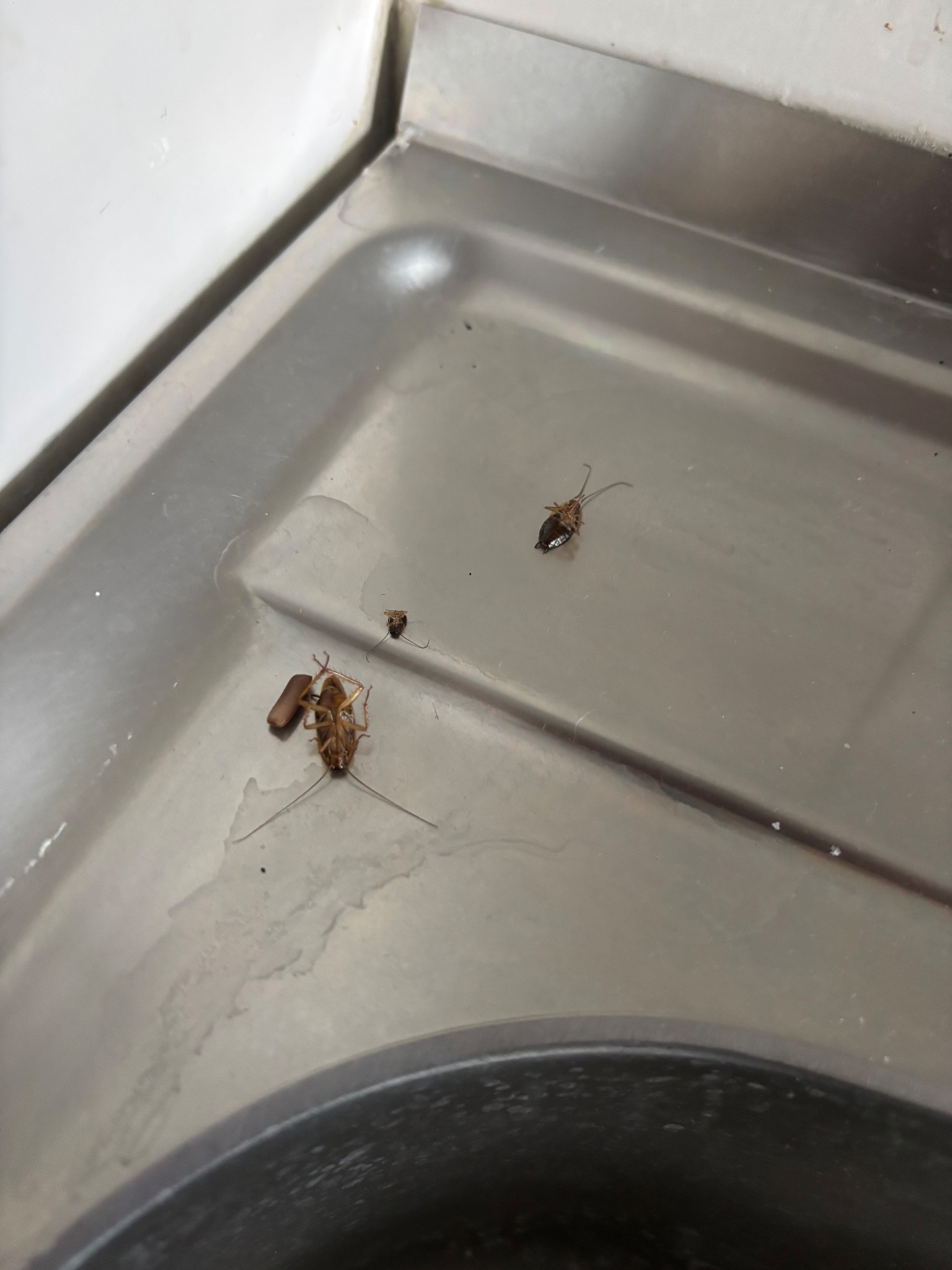 Martwe karaluchy w zlewie ze stali nierdzewnej, po zabiegu dezynsekcji. Widoczne pozostałości po insektach i ich jaja. Bliski plan, ostre światło.