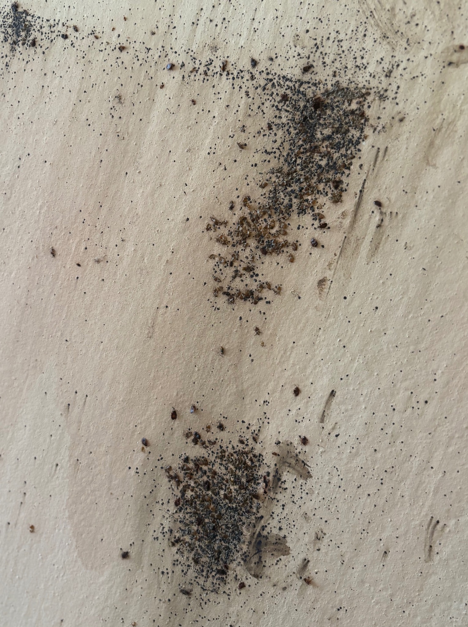 Ślady po insektach na beżowej powierzchni, prawdopodobnie po dezynsekcji. Widoczne skupiska martwych owadów i drobne zabrudzenia.