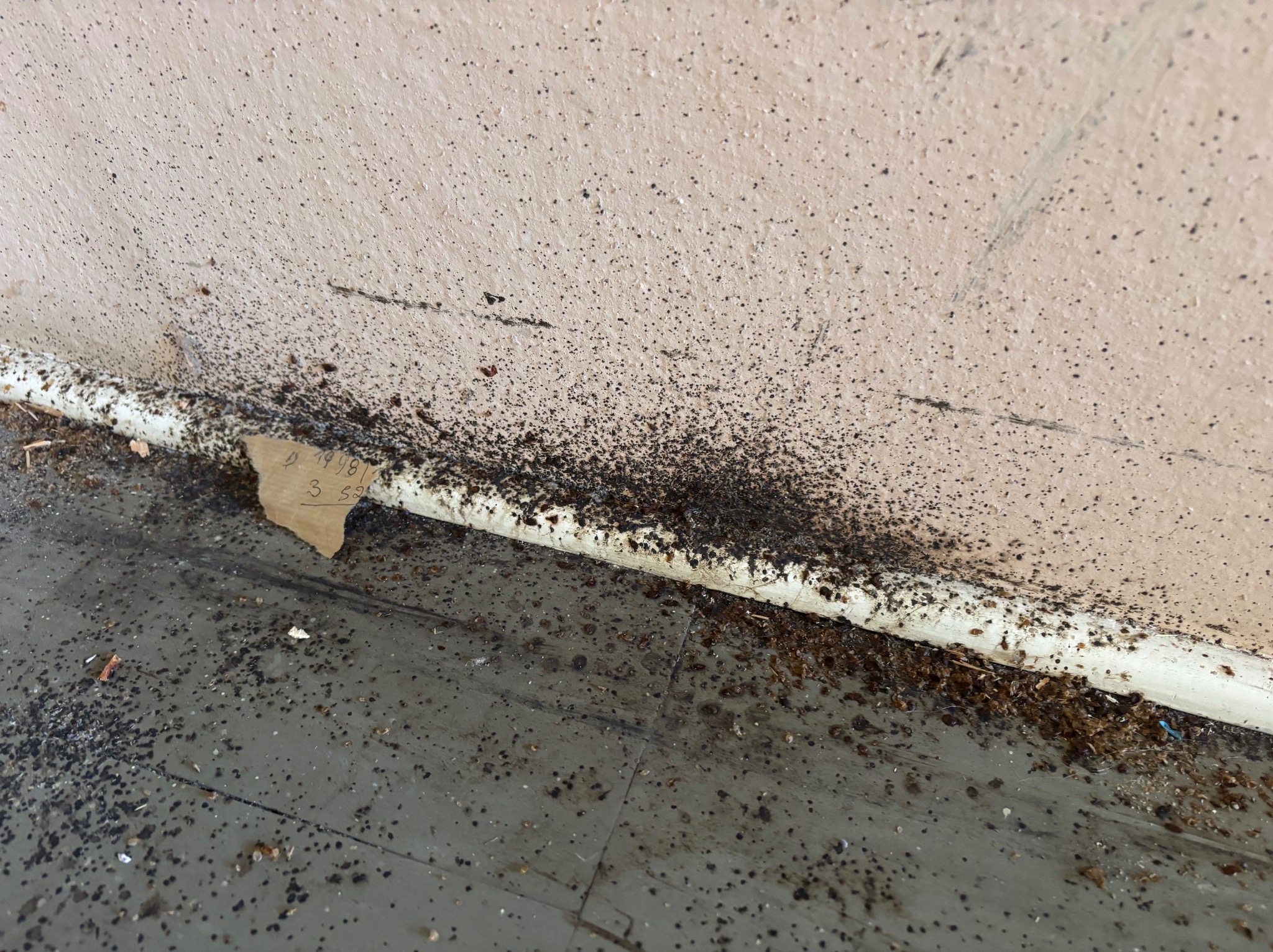 Ślady po insektach na ścianie i podłodze, widoczne liczne odchody i resztki. Fragment kartki z notatkami leży obok listwy przypodłogowej. Bliski kadr.