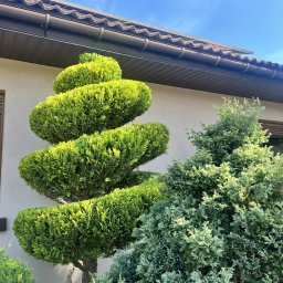Brun-Ogród Bruno Wojciechowski - Spiralnie przycięty, jasnozielony krzew iglasty na tle jasnej ściany budynku i błękitnego nieba. Obok rośnie drugi, niebieskawy krzew. Widoczny fragment dachu.