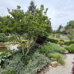 Brun-Ogród Bruno Wojciechowski - Ogród z oczkiem wodnym i ścieżką żwirową. W tle widoczny płot i dom. Bujna roślinność, różnorodne krzewy i drzewa. Całość tworzy harmonijną kompozycję.