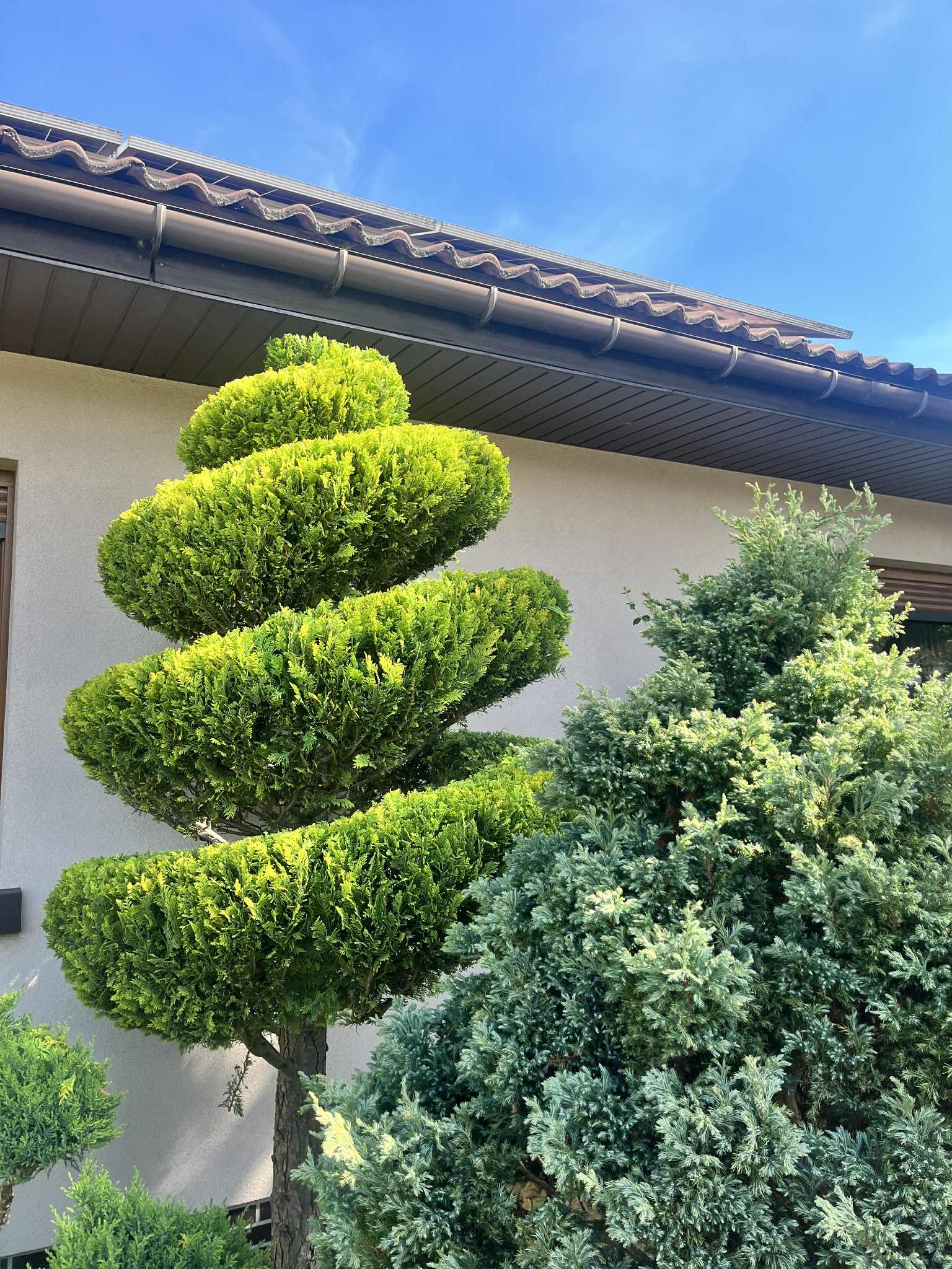 Spiralnie przycięty, jasnozielony krzew iglasty na tle jasnej ściany budynku i błękitnego nieba. Obok rośnie drugi, niebieskawy krzew. Widoczny fragment dachu.
