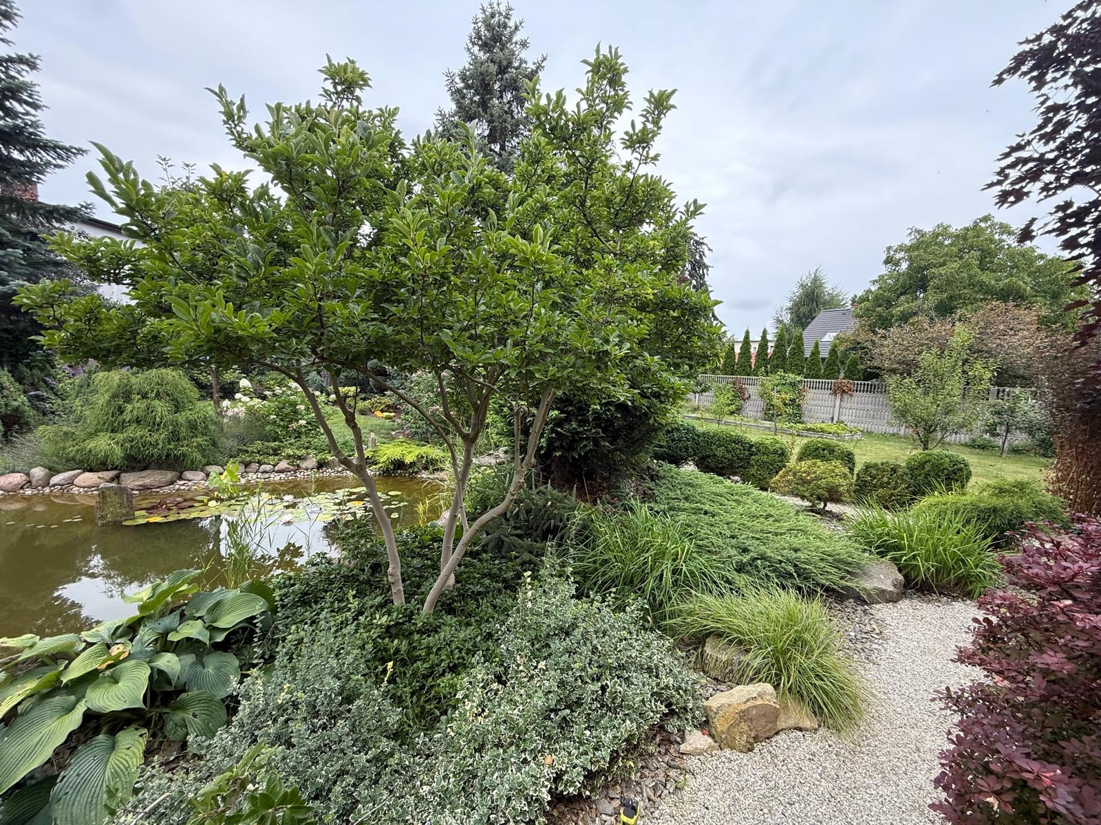 Ogród z oczkiem wodnym i ścieżką żwirową. W tle widoczny płot i dom. Bujna roślinność, różnorodne krzewy i drzewa. Całość tworzy harmonijną kompozycję.