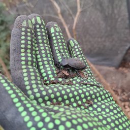 Piotr Ogrody - Śwagierka, przyszła podczas zlecenia 'Grabienie liści' na ROD 'Pionierów'