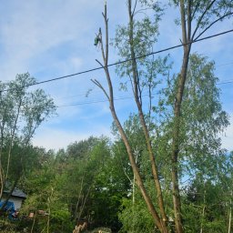 Mykhailo Kulyk - Arborysta w trakcie pracy na wysokim drzewie, częściowo ogołoconym z gałęzi. W tle ścięte pnie i gałęzie, zielona roślinność i błękitne niebo.