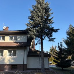 Przycinanie drzew Radzyń Podlaski 2