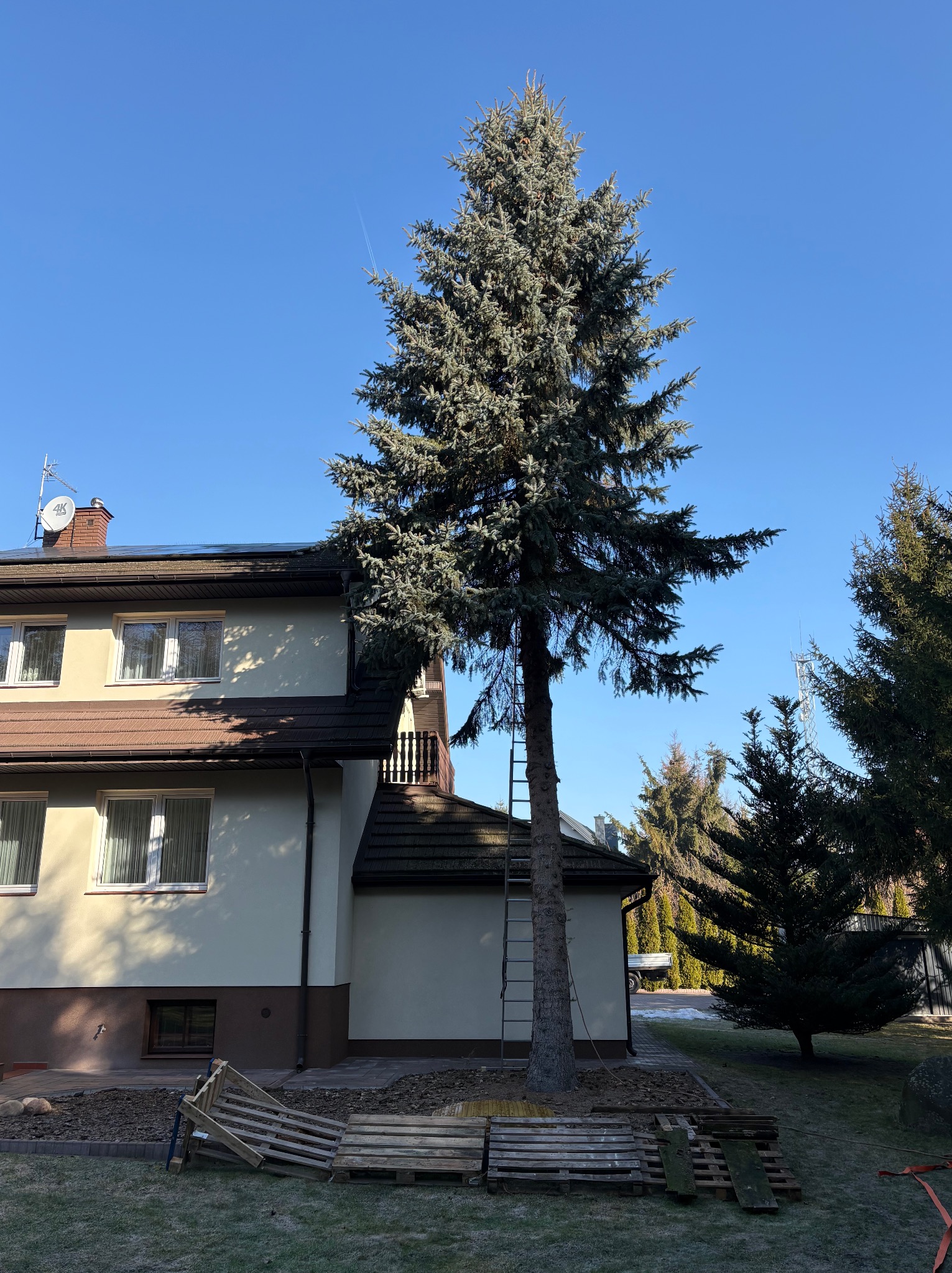 Wysoka, srebrna choinka rosnąca przy domu, z drabiną opartą o pień. Na trawniku leżą drewniane palety. Błękitne niebo w tle.