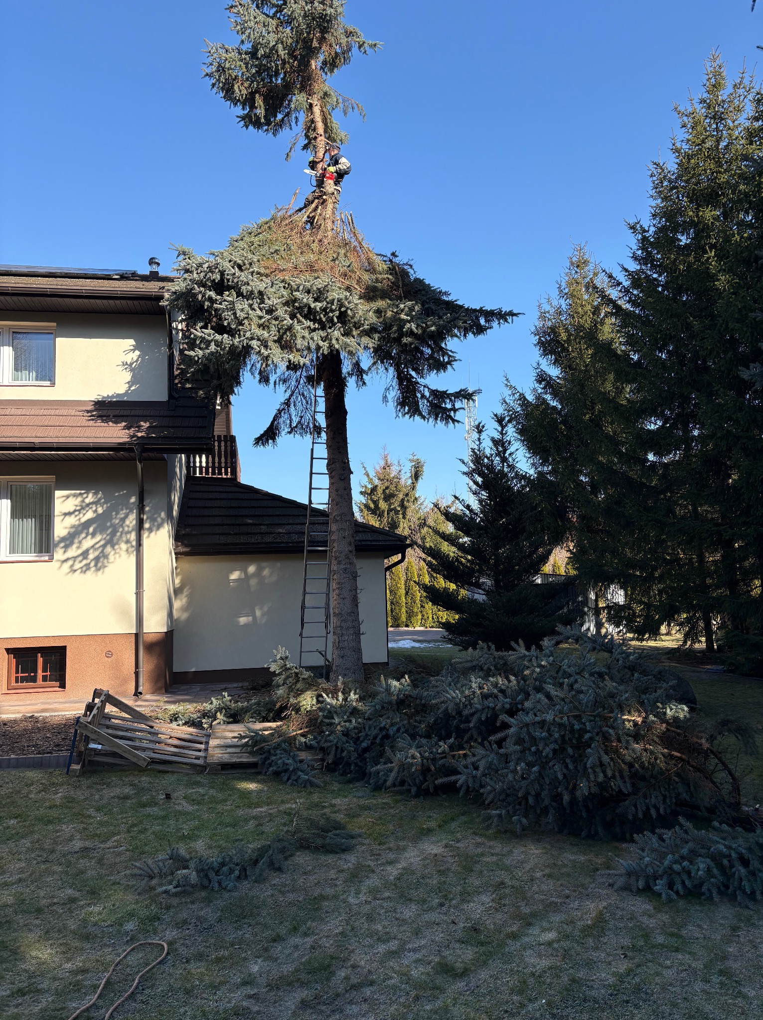 Pracownik na szczycie częściowo obciętego świerku, z drabiną opartą o pień i gałęziami na trawniku. W tle dom i błękitne niebo. Wycinka drzew w trakcie.