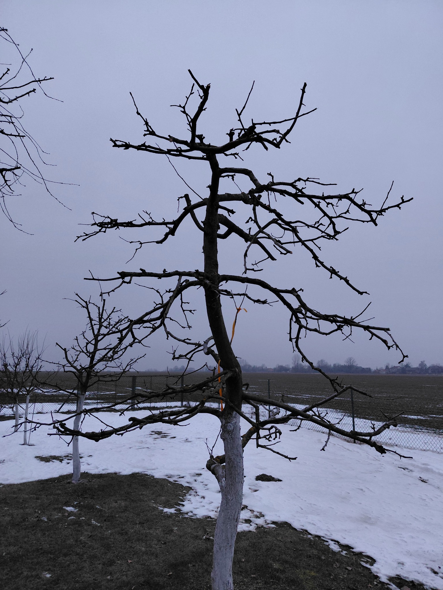 Przycięte drzewo owocowe z pomalowanym pniem na biało, widoczne ślady śniegu, pole w tle. Zimowy krajobraz po zabiegach pielęgnacyjnych.