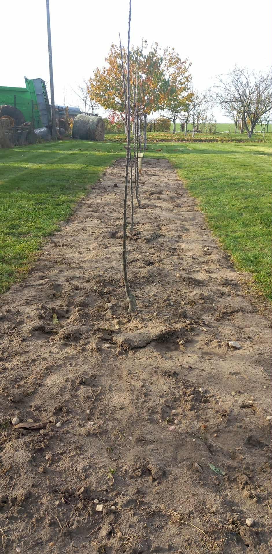 Rząd młodych drzewek owocowych, świeżo posadzonych w rzędzie na polu, z widocznym traktorem i balotami siana w tle. Jesienne barwy liści na drzewach.