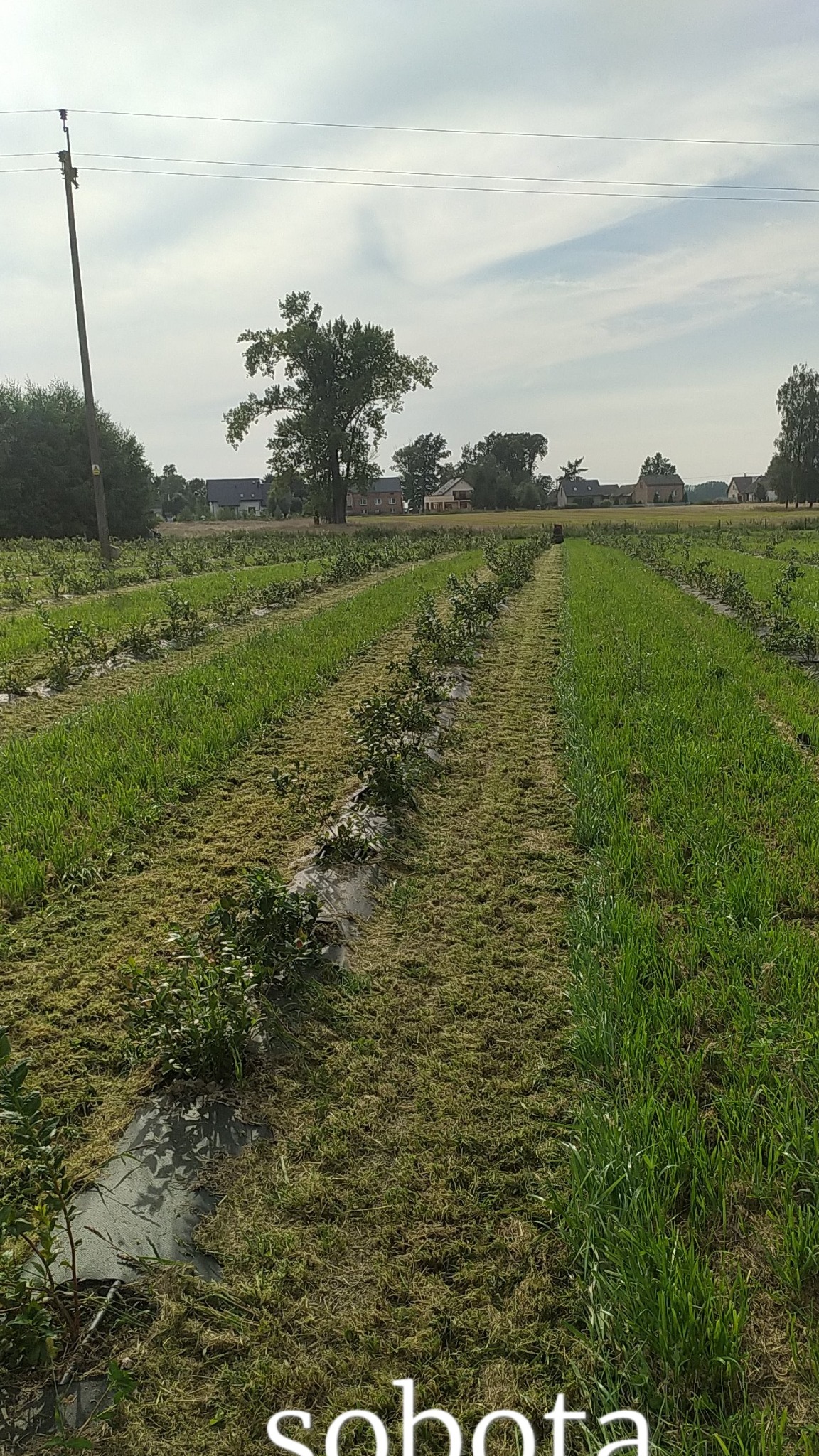Usługa koszenia trawy na plantacji Borówki Wysokiej