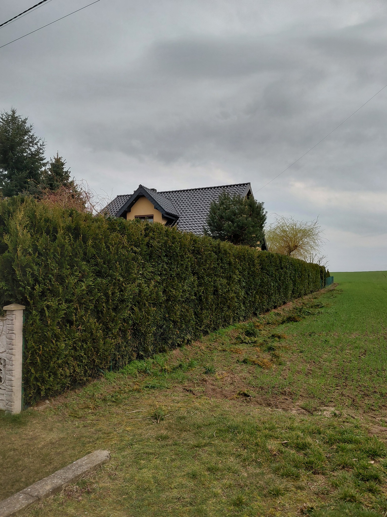 Zadbany żywopłot z tui szmaragdowej, oddzielający posesję w Mokrsko od pola. W tle widoczny dom z ciemnym dachem i fragment zieleni. Pochmurne niebo.