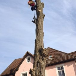 Przedsiębiorstwo Usługowo Handlowe Jarosław Klisowski - Arborysta w uprzęży, z piłą, na wysokim, ogołoconym drzewie w trakcie wycinki, na tle różowego budynku i błękitnego nieba. Widoczne świeże cięcia gałęzi.
