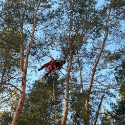 Przedsiębiorstwo Usługowo Handlowe Jarosław Klisowski - Arborysta w czerwonym kombinezonie, zabezpieczony linami, pracuje na wysokości w koronie drzewa. Błękitne niebo w tle.